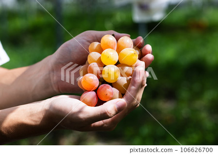 Enjoy seasonal grape picking 106626700