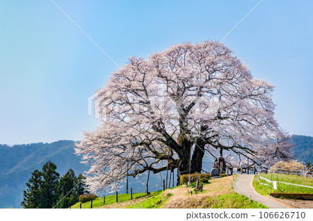 岡山醍醐櫻 106626710