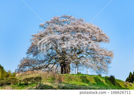 岡山醍醐櫻 岡山醍醐櫻 106626711