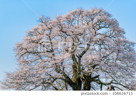 岡山醍醐櫻 岡山醍醐櫻 106626713