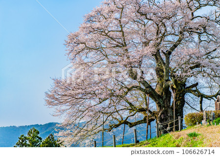 岡山醍醐櫻 岡山醍醐櫻 106626714