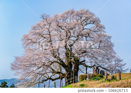 岡山醍醐櫻 岡山醍醐櫻 106626715