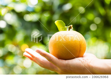 秋季風味、時令梨、南穗 106626968