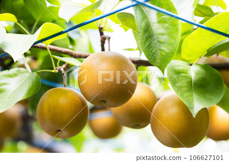 Autumn flavors, seasonal pears, smiles Autumn flavors, seasonal pears, smiles 106627101
