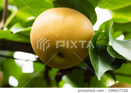 秋天的味道，時令梨，紅薯 106627108