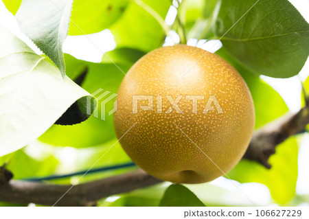 秋天的味道,時令梨,紅薯 秋天的味道,時令梨,紅薯 106627229