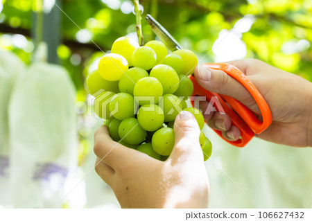 Children enjoying picking seasonal grapes Children enjoying picking seasonal grapes 106627432