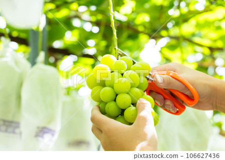 孩子們享受采摘時令葡萄的樂趣 106627436