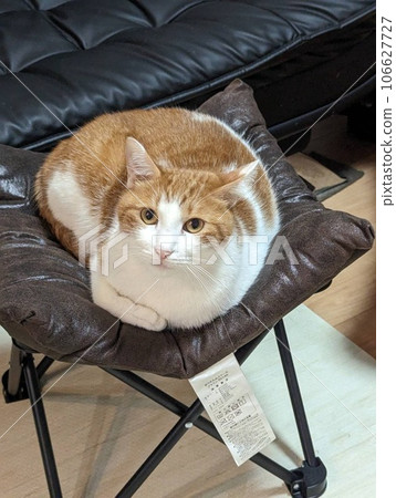 Silent Gaze: White Brown Cat Sitting in Incense Box 106627727