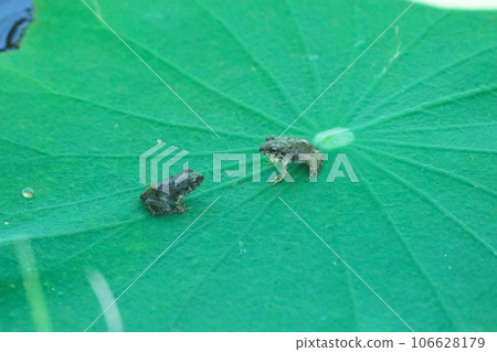 Tsuchigaeru glaring at each other on a lotus leaf Tsuchigaeru glaring at each other on a lotus leaf 106628179
