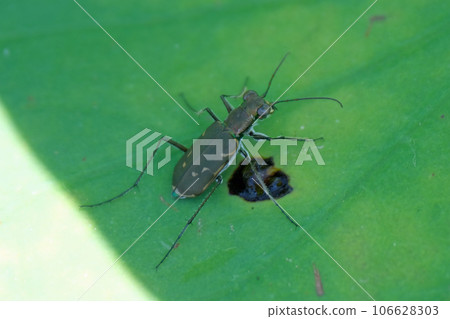 Common lily on a lotus leaf 106628303