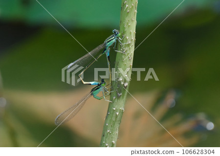 A damselfly that made a heart A damselfly that made a heart 106628304