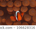 Clownfish hiding among sea anemones 106628316