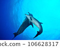 Parent and child dolphins who came to us and had skinship 106628317