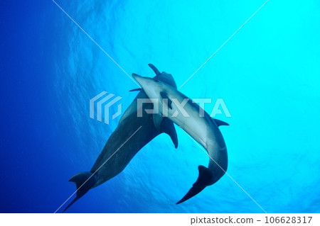 Parent and child dolphins who came to us and had skinship Parent and child dolphins who came to us and had skinship 106628317