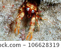 Anamori Chuukoshiori Shrimp (RoboCop Shrimp) 106628319