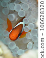 As the water temperature has increased, the zooxanthellae have disappeared, and the sea anemones have turned white. 106628320