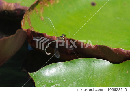 豆娘棲息在荷葉上產卵 豆娘棲息在荷葉上產卵 106628343