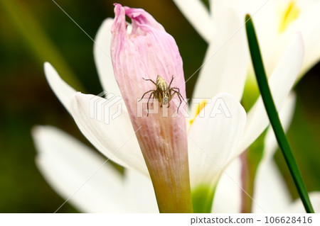 Sasa spider female 106628416