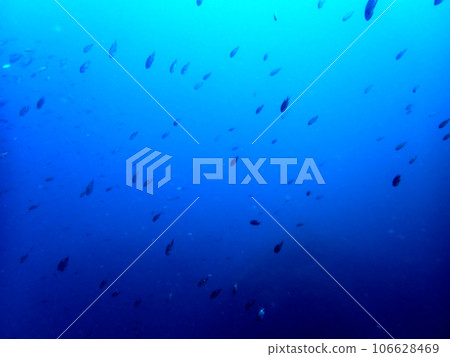Blue sea and fish 106628469