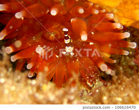 A sea anemone shrimp mimicking an anemone 106628470