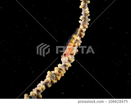 Kuronuki Glass Goby and Muchi Larch 106628475