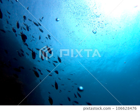 從水下看到的天空和一群雀鯛 從水下看到的天空和一群雀鯛 106628476