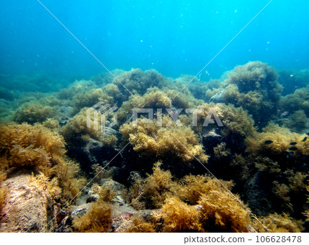 Undersea sea covered with beautiful blue seaweed Undersea sea covered with beautiful blue seaweed 106628478