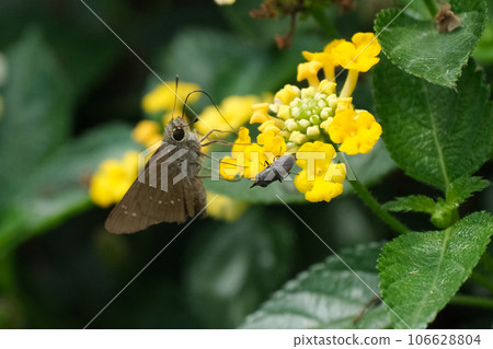 德國塞里蠅和黑蠅 106628804