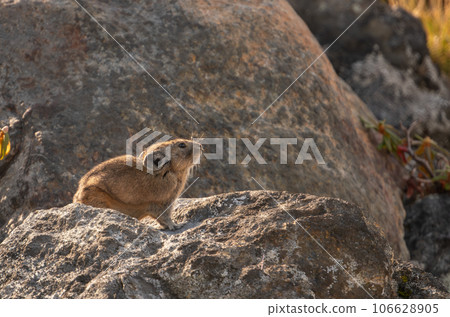 皮卡在岩石上休息 皮卡在岩石上休息 106628905