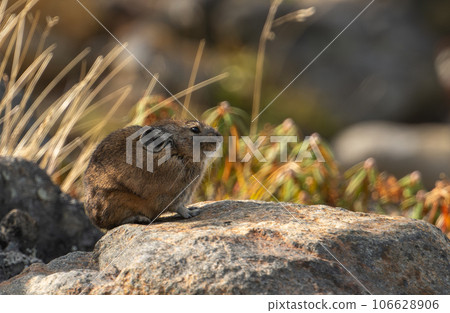 Pika resting on a rock 106628906