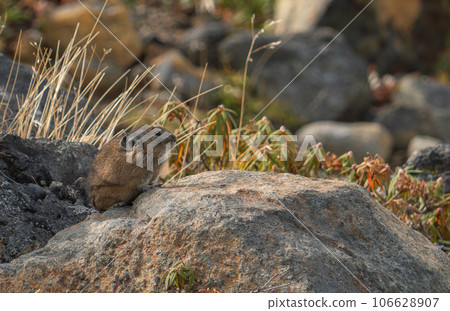 皮卡在岩石上休息 106628907