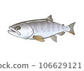鱒魚 106629121