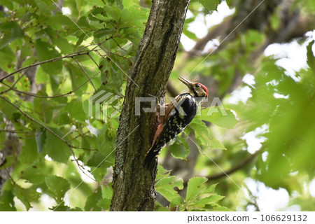 生活在長野縣信濃町黑姬高原的紅頭啄木鳥（啄木鳥科） 106629132