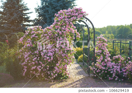 Rose grows on a arch. Rose curly, climbing grows on a metal arch, support. Vegetation for landscape design. Fence decor in a private courtyard Rose grows on a arch. Rose curly, climbing grows on a metal arch, support. Vegetation for landscape design. Fence decor in a private courtyard 106629419