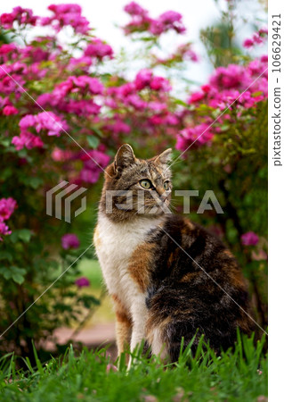 A beautiful cat sits under the bushes of blooming roses on a summer day. A beautiful cat sits under the bushes of blooming roses on a summer day. 106629421