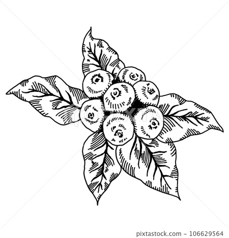 咖啡豆鋼筆劃/手繪插畫 咖啡豆鋼筆劃/手繪插畫 106629564