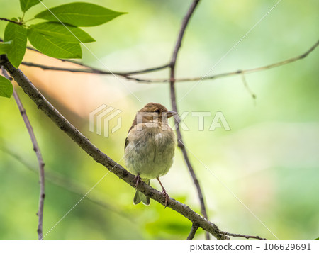 Common chaffinch female, Fringilla coelebs. Common chaffinch in wildlife. Common chaffinch female, Fringilla coelebs. Common chaffinch in wildlife. 106629691
