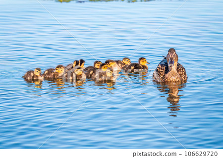 A family of ducks, a duck and its little ducklings are swimming in the water. The duck takes care of its newborn ducklings. Mallard, lat. Anas platyrhynchos 106629720