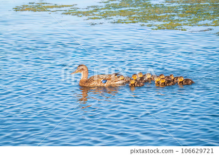 A family of ducks, a duck and its little ducklings are swimming in the water. The duck takes care of its newborn ducklings. Mallard, lat. Anas platyrhynchos 106629721
