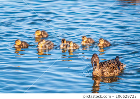 A family of ducks, a duck and its little ducklings are swimming in the water. The duck takes care of its newborn ducklings. Mallard, lat. Anas platyrhynchos A family of ducks, a duck and its little ducklings are swimming in the water. The duck takes care of its newborn ducklings. Mallard, lat. Anas platyrhynchos 106629722