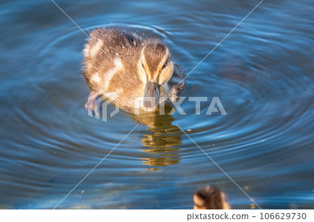 Cute little duckling swimming alone in a lake or river with calm water Cute little duckling swimming alone in a lake or river with calm water 106629730