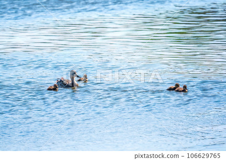 A family of ducks, a duck and its little ducklings are swimming in the water. The duck takes care of its newborn ducklings. Mallard, lat. Anas platyrhynchos 106629765