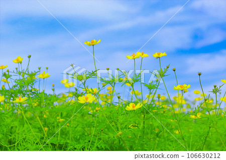 清爽的藍天和檸檬黃的波斯菊 106630212
