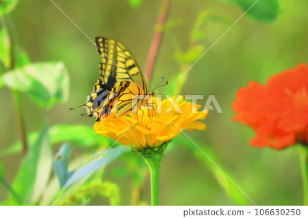 Lemon yellow zinnia and swallowtail butterfly sucking nectar Lemon yellow zinnia and swallowtail butterfly sucking nectar 106630250