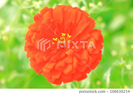 亮橙色百日草 106630254