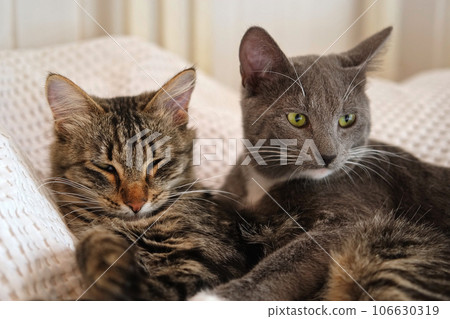 Two cats cuddling on white blanket at home. Cute domestic striped friendly cats. 2 sleepy kittens washing comfortably. Family couple feline resting together, Happy tabby beautiful pets in love hugging Two cats cuddling on white blanket at home. Cute domestic striped friendly cats. 2 sleepy kittens washing comfortably. Family couple feline resting together, Happy tabby beautiful pets in love hugging 106630319