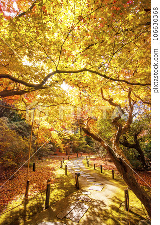 青蓮院的紅葉 京都的紅葉名勝 京都紅葉風景 池泉海遊式庭園 青蓮院的紅葉 京都的紅葉名勝 京都紅葉風景 池泉海遊式庭園 106630368