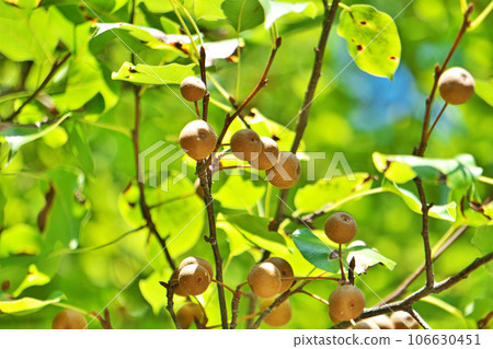 Pear fruit growing on a large tree in the park (summer, August) Pear fruit growing on a large tree in the park (summer, August) 106630451