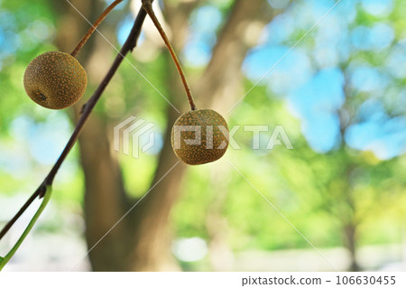 Pear fruit growing on a large tree in the park (summer, August) 106630455